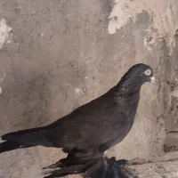 شکار کبوتر|پرنده|مراغه, |دیوار