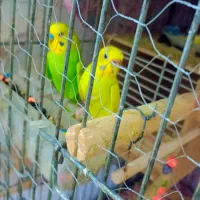 انواع پرنده|پرنده|میبد, |دیوار