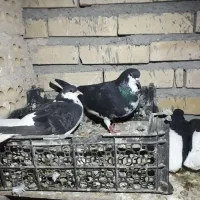 کبوتر.پیدا.شده و.کفتر.یافتنی پول داری