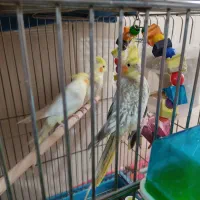 پرنده|پرنده|پردیس, فاز ۸|دیوار