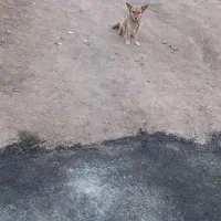 واگذاری سگ پاکوتاه خانگی