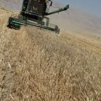 گندم دره شهر