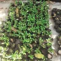 نشا گل|گل و گیاه طبیعی|کرج, حصار سرجوب|دیوار