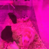 همستر سنجابی رنگ خاص