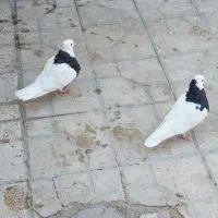 جفت طوقی سیاه|پرنده|شیراز, مسلم|دیوار