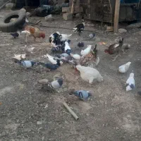 توافقی|پرنده|آبدانان, |دیوار