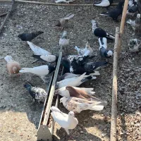 نروماده پرشی|پرنده|قم, حنیف نژاد|دیوار