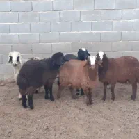 ۵ تا بره نر،یدست،میش بز،یزغاله