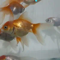 ماهی گلد فیش