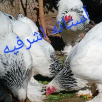 تخم برهما لایت اصیل