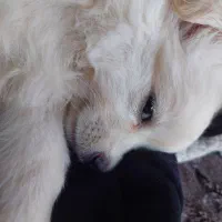 سگ میکس تربیت شده