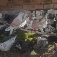 کبوتر رنگی همه مدل تکپر المانی|پرنده|دلند, |دیوار