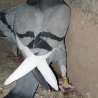 کفتر سبز نر|پرنده|قائن, |دیوار