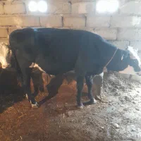 عرضه گوشت گوساله و بره سبک وزن واقعی|خوردنی و آشامیدنی|نمین, |دیوار