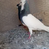 کفتر|پرنده|مشهد, محمدآباد|دیوار