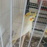 عروس هلندی جوجه