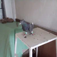 کبوتر سرکی قارا|پرنده|قزوین, |دیوار