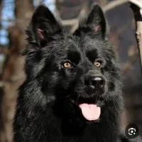 ژرمن ماده ۹ماهه