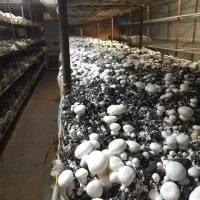 آموزش تولید قارچ خوراکی|خدمات آموزشی|شوشتر, |دیوار