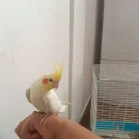 عروس هلندی نر دستی بازیگوشی