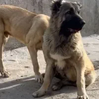 ماده سرابی درجه یک نزدیک فحل
