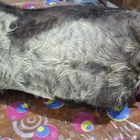 فروش هیزه جاروغن حیوانی|ظروف نگهدارنده، پلاستیکی، یکبارمصرف|اندیمشک, |دیوار