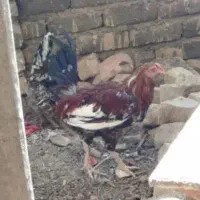 مرغ گلین بومی خروس گلین|حیوانات مزرعه|خمینی‌شهر, |دیوار