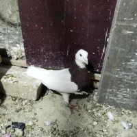 چند تا کفتر خوب معاوظ با قناری نر.سهره. ایر پاد