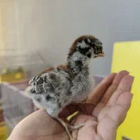 جوجه مرغ محلی
