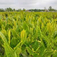 چای خشک بهاره