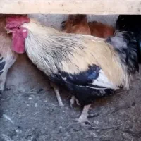 خروس بومی جوان|حیوانات مزرعه|شاهینشهر, گرگاب|دیوار