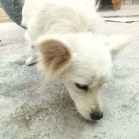 سگ پشمالو|سگ|برازجان, |دیوار