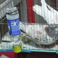 فروش یک عدد کبوتر سوسکی نر