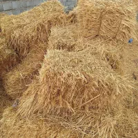 کلش خوزان اوتو