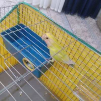 برزیلی نر|پرنده|سنندج, |دیوار