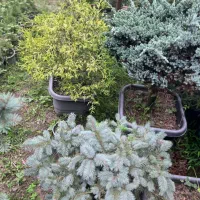 گل کاج نوئل آبی سبز افرا قرمز نانا کونیکا ستاره ای