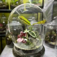 مرکز پخش در قزوین