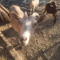بز و بزغاله و گوسفند