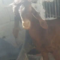 بزغاله نر افغانی داشتی ۶ ماه
