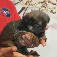 واگذاری پت هایه پاکوتاه ومینیاتوری|سگ|تهران, شهرک آپادانا|دیوار