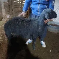 گوسفند بره قوچ قر قزل|حیوانات مزرعه|لالجین, |دیوار