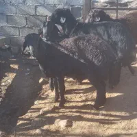 قوچ|حیوانات مزرعه|خورش رستم, |دیوار