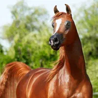 اسب