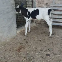 گوساله لاغر
