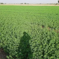 فروش کود شیمیایی سفید