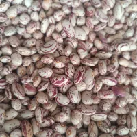 لوبیاچیتی تازه