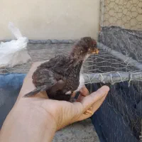 جوجه فوری
