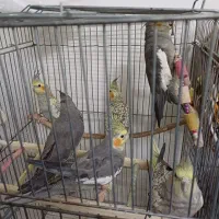 عروس هلندی
