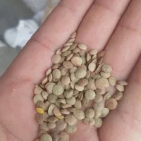 کتان ارزن قره ماش کافشه انواع دان پرندگان زینتی