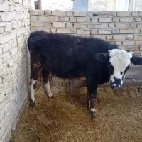 یک راس گوساله نردورگ تلقیحی